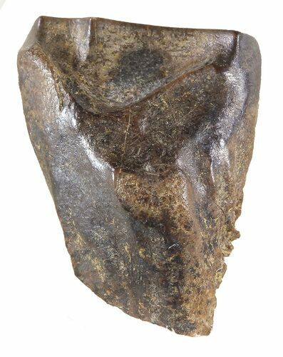 Triceratops Shed Tooth - Montana #59288